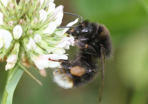 Bombus soroeensis soroeensis